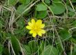 Ziarnopłon wiosenny - Ranunculus ficaria