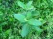 Rdestowiec ostrokończysty, rdest ostrokończysty - Reynoutria japonica, Polygonum cuspidatum