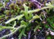 Widłak goździsty - Lycopodium clavatum