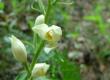 Buławnik wielkokwiatowy - Cephalanthera damasonium, C. grandiflora, C. alba