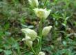 Buławnik wielkokwiatowy - Cephalanthera damasonium, C. grandiflora, C. alba