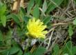 Jastrzębiec kosmaczek - Hieracium pilosella