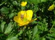 Jaskier rozłogowy - Ranunculus repens