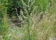 Bylica pospolita - Artemisia vulgaris