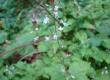 Czartawa drobna - Circaea alpina