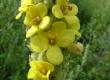 Dziewanna drobnokwiatowa - Verbascum thapsus
