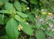 Niecierpek drobnokwiatowy - Impatiens parviflora