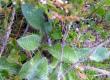Jastrzębiec alpejski - Hieracium alpinum