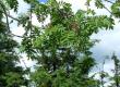 Jarząb pospolity, jarzębina - Sorbus aucuparia (Pyrus aucuparia)