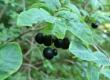 Wiciokrzew czarny - Lonicera nigra