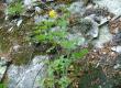 Glistnik jaskółcze ziele - Chelidonium majus