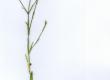 Goździk kropkowany - Dianthus deltoides