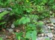 Jaskier kosmaty - Ranunculus lanuginosus