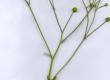 Jaskier ostry - Ranunculus acer
