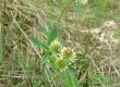 Koniczyna pagórkowa - Trifolium montanum