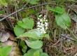 Konwalijka dwulistna - Maianthemum bifolium